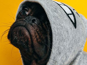 Easy Tricks to Teach Your Dog