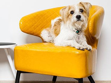 Bark Collars: Do They Work?